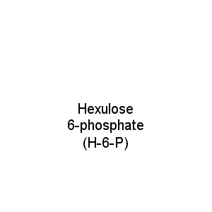 Hexulose 6-phosphate (H-6-P)